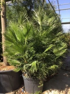 Dwergpalm (Chamaerops Humilis) -Directplant Winkel chamaerops humilis 150175cm c130 1