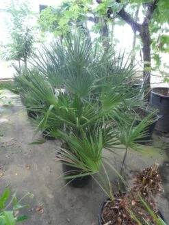 Dwergpalm (Chamaerops Humilis) -Directplant Winkel chamaerops humilis 80 100 c35