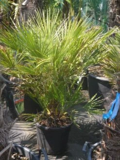 Dwergpalm (Chamaerops Humilis) -Directplant Winkel chamaerops humilis c20 60 80 1