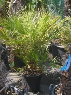 Dwergpalm (Chamaerops Humilis) -Directplant Winkel chamaerops humilis c20 60 80 1 1