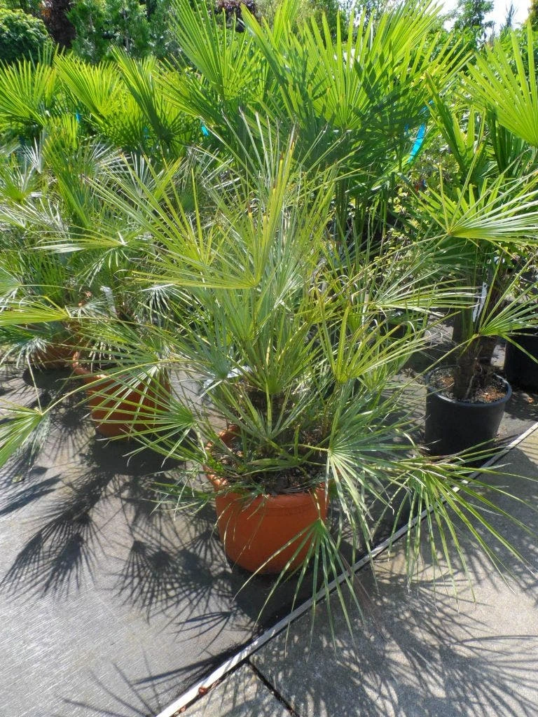 Dwergpalm (Chamaerops Humilis 'Cerifera') 8 Dwergpalm (Chamaerops Humilis 'Cerifera') - Afbeelding 6