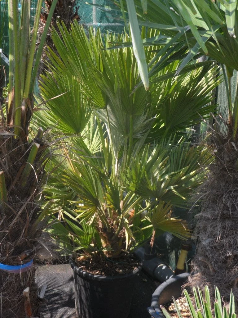 Dwergpalm (Chamaerops Humilis 'Vulcano') 8 Dwergpalm (Chamaerops Humilis 'Vulcano') - Afbeelding 6