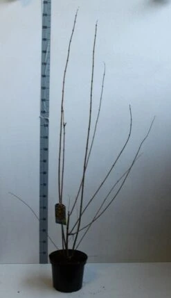 Winterzoet (Chimonanthus Praecox) -Directplant Winkel chimonanthus praecox 100 125 cm co. 12l kopie