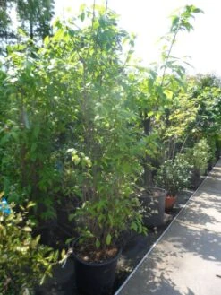 Winterzoet (Chimonanthus Praecox) -Directplant Winkel chimonanthus praecox 175 200 250 c50