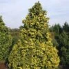 Cypres (Chamaecyparis Lawsoniana 'Golden Wonder') -Directplant Winkel chlgwond 3