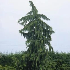 Cypres (Chamaecyparis Nootkatensis 'Pendula') -Directplant Winkel chnpendu 4
