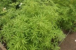 Choisya (Choisya 'Aztec Pearl') -Directplant Winkel choisya aztec pearl 2