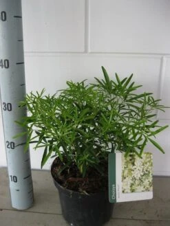 Choisya (Choisya 'Aztec Pearl') -Directplant Winkel choisya aztec pearl c3 september