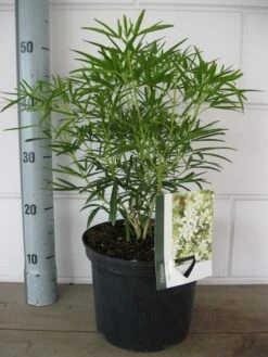 Choisya (Choisya 'Aztec Pearl') -Directplant Winkel choisya aztec pearl c5 10 08 2018