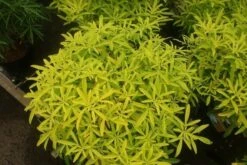 Choisya (Choisya Ternata 'Sundance') -Directplant Winkel choisya sundance