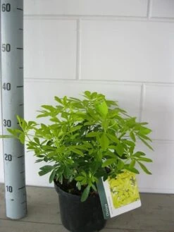 Choisya (Choisya Ternata 'Sundance') -Directplant Winkel choisya sundance c3 september