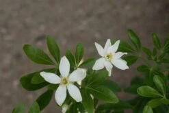 Choisya (Choisya Ternata) -Directplant Winkel choisya ternata 1