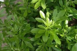 Choisya (Choisya Ternata) -Directplant Winkel choisya ternata 2 1