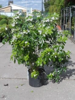 Choisya (Choisya Ternata) -Directplant Winkel choisya ternata 80 100 c20