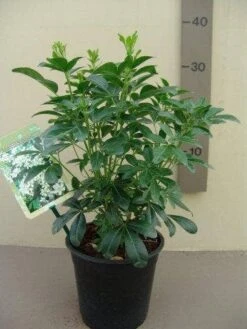 Choisya (Choisya Ternata) -Directplant Winkel choisya ternata c2.5