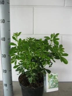 Choisya (Choisya Ternata) -Directplant Winkel choisya ternata c3 september 1