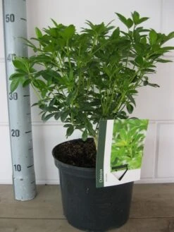 Choisya (Choisya Ternata) -Directplant Winkel choisya ternata c5 10 8 2018 1