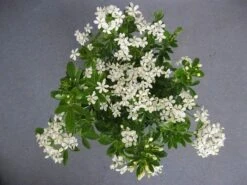 Choisya (Choisya Ternata) -Directplant Winkel choisya ternata c5 april 2