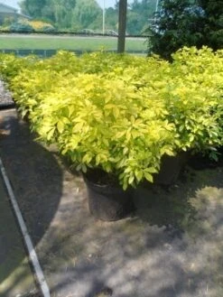 Choisya (Choisya Ternata 'Sundance') -Directplant Winkel choisya ternata sundance c10 1