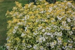 Choisya (Choisya Ternata 'Goldfingers'®) -Directplant Winkel chtgoldf choisya goldfingers flower