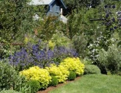 Choisya (Choisya Ternata 'Goldfingers'®) -Directplant Winkel chtgoldf choisya goldfingers garden