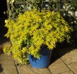Choisya (Choisya Ternata 'Goldfingers'®) -Directplant Winkel chtgoldf choisya goldfingers pot