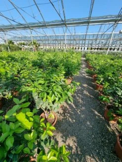 Sinaasappel (Citrus Sinensis 'Arcobal') -Directplant Winkel citrus chinensis arcobal 3