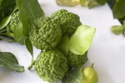 Kaffirlimoen (Citrus Hystrix) -Directplant Winkel citrus hystrix