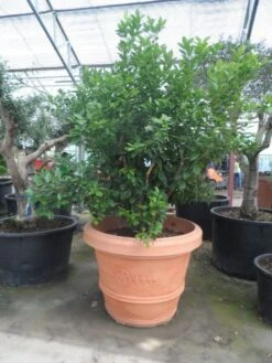 Kumquat (Citrus Kumquat) -Directplant Winkel citrus kumquat solitair c500