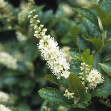 Schijnels (Clethra Alnifolia) 4 Schijnels (Clethra Alnifolia) - Afbeelding 2