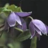 Bosrank (Clematis Alpina) -Directplant Winkel clalpina 1 1