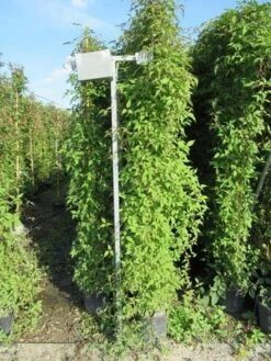 Italiaanse Cypres (Cupressus Sempervirens 'Stricta') 39 Italiaanse Cypres (Cupressus Sempervirens 'Stricta') -Directplant Winkel clematis