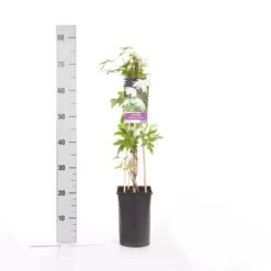 Bosrank (Clematis Alpina 'Albina Plena') -Directplant Winkel clematis alp. albina plena