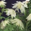 Bosrank (Clematis Alpina 'Albina Plena') -Directplant Winkel clematis alp. albina plena 2 2