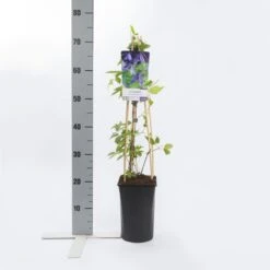 Bosrank (Clematis Alpina 'Helsingborg') -Directplant Winkel clematis alp. helsingborg