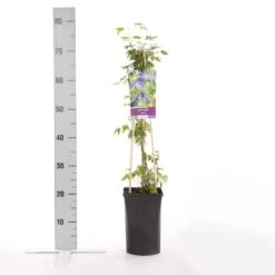 Bosrank (Clematis Alpina) 7 Bosrank (Clematis Alpina) -Directplant Winkel clematis alpina 2