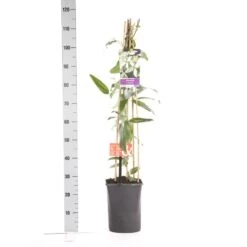 Bosrank, Groenblijvend (Clematis Armandii 'Apple Blossom') 16 Bosrank, Groenblijvend (Clematis Armandii 'Apple Blossom') -Directplant Winkel clematis apelblossom 1.00 1.25