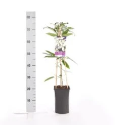 Bosrank, Groenblijvend (Clematis Armandii) -Directplant Winkel clematis armandii