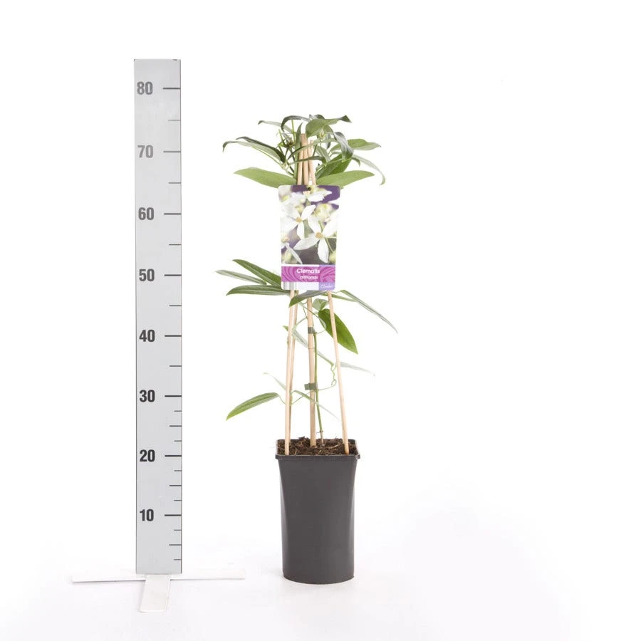 Bosrank, Groenblijvend (Clematis Armandii) 6 Bosrank, Groenblijvend (Clematis Armandii) - Afbeelding 4