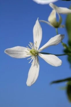 Bosrank, Groenblijvend (Clematis Armandii) -Directplant Winkel clematis armandii 3 3