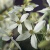 Bosrank, Groenblijvend (Clematis Armandii) -Directplant Winkel clematis armandii 2 1