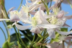 Bosrank, Groenblijvend (Clematis Armandii 'Apple Blossom') -Directplant Winkel clematis armandii apple blossom 1 1