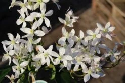 Bosrank, Groenblijvend (Clematis Armandii 'Apple Blossom') -Directplant Winkel clematis armandii apple blossom 3 1