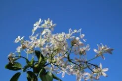 Bosrank, Groenblijvend (Clematis Armandii 'Apple Blossom') -Directplant Winkel clematis armandii apple blossom 4 2