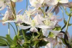 Bosrank, Groenblijvend (Clematis Armandii 'Apple Blossom') -Directplant Winkel clematis armandii apple blossom 5 2