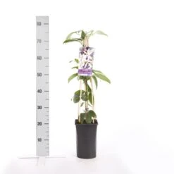 Bosrank, Groenblijvend (Clematis Armandii 'Apple Blossom') -Directplant Winkel clematis armandii apple blossom 1