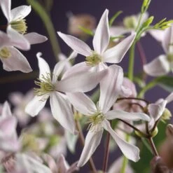 Bosrank, Groenblijvend (Clematis Armandii 'Apple Blossom') -Directplant Winkel clematis armandii apple blossom 2 3