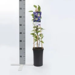Bosrank (Clematis 'Blue Pirouette') -Directplant Winkel clematis blue pirouette pbr