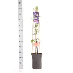 Bosrank (Clematis 'Blue Pirouette') 7 Bosrank (Clematis 'Blue Pirouette') -Directplant Winkel clematis blue pirouette pbr 1.00 1.25 2