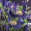Bosrank (Clematis 'Blue Pirouette') -Directplant Winkel clematis blue pirouette pbr 2 1
